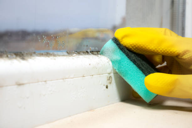 North Haverhill, NH Mold Removal Company