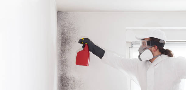 Best Black Mold Removal  in North Haverhill, NH