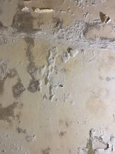 Best Certified Mold Removal  in North Haverhill, NH