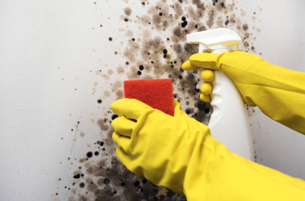 Best Best Mold Removal Companies  in North Haverhill, NH