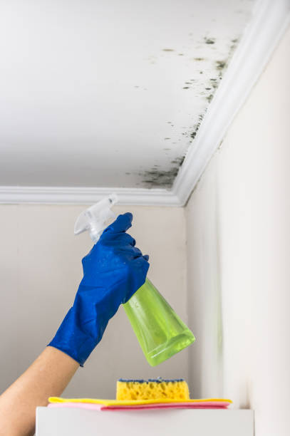 Mold Testing and Removal in North Haverhill, NH